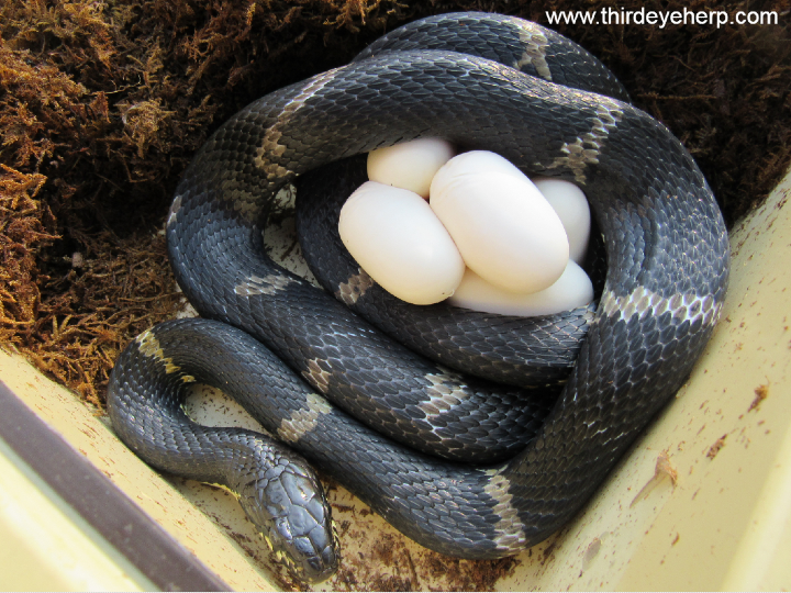 Russian Rat Snake